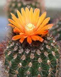 Many beginner cacti owners get very excited when they buy their first cactus or few, and choose ones with sellers often attach flowers on cacti to make them more marketable. Budding Desert Cactus With Orange Flower Top Stock Photo Picture And Royalty Free Image Image 654116