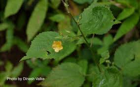 Image result for Sida veronicifolia
