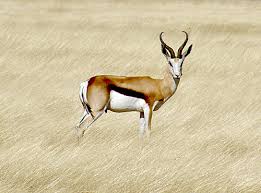 Their average weight can reach up to 1.5 tons. List Of Mammals Of South Africa Wikipedia