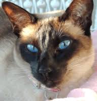 Just as humans can develop breast cancer, cats can develop tumors on their mammary glands. Mammary Cancer In Cats Mar Vista Animal Medical Center
