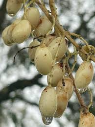 Image result for Toona ciliata