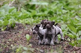 The german shorthaired pointer is intelligent, eager to learn, loyal and brave. German Shorthaired Pointers 10 Fun Facts About These All Around Dogs