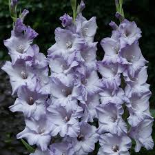 For more information about flowering hedging, we have a handy guide to help you choose the right flowering species for your garden. Gladiolus Sweet Blue Pheasant Acre Plants Uk Gladiolus Bulbs Gladiolus Flower Gladiolus