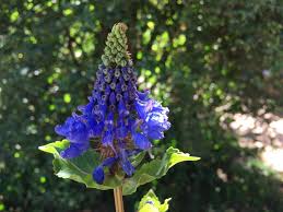 Image result for Pycnostachys reticulata