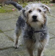 Shih Tzu Terrier Mix Black And Brown A Black With Tan And White Jack Tzu Is Standing On A Sidewalk With Hot Pink Rose Peddles On The Ground Behind Scruffy Dogs Pitbull Terrier Jack Russell Terrier