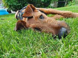 Image result for irský teriér