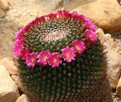 Pianta palustre a fiori gialli; Pianta Grassa Con Fiori Gialli A Grappolo Kalanchoe Blossfeldiana Viridea Nel 2020 Kalanchoe Da Febbraio In Poi Produce Tanti Fiori Gialli E Al Suo Interno Contiene Sostanze Con Decorados De Unas