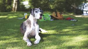 We did not find results for: The Best Dog Food For Great Danes In 2020 The Dog People