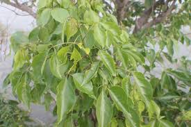 Image result for Crateva