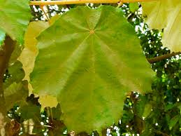 Image result for Pterospermum acerifolium