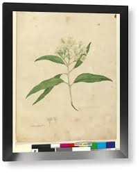 Image result for Eucalyptus paniculata