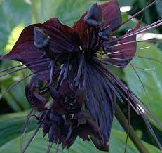 Homestead Stories The Black Bat Flower Insteading