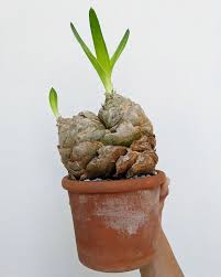 Image result for Drimia altissima