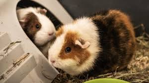 Photo Des cochons d'Inde et des photos : les conditions carcrales du ...
