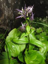 Image result for Swertia