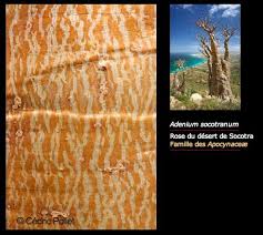 Cedric Pollet Ecorce D Arbre Arbre Photographie