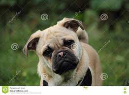 Donne jack russell male croisé. Chiot Croise De Jack Russell De Roquet Photo Stock Image Du Crabot Metissez 79389852