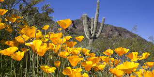 Feb 19, 2016 · california's state flower, this longtime favorite will offers beautiful flowers in shades of orange, yellow, cream, apricot, and pink through the summer. Forget California Poppies Where To Find The Wildflowers In Arizona