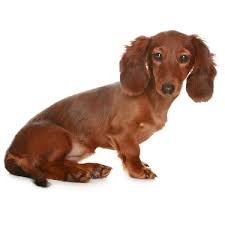 White long haired miniature dachshund. Miniature Longhaired Dachshund Facts Wisdom Panel Dog Breeds