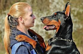 Dog ear cropping near me cost. How Much Does It Cost To Crop A Doberman S Ears Healthy Homemade Dog Treats