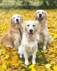 What is a golden retriever, how long does it live, what is its lifespan, how big does it get, what are the mixes, does it have ny health problems. Golden Retrievers Fall In Maine Golden Retriever Retriever Puppy Golden Retriever Fall