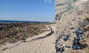 Tel aviv — 600,000 gallons of crude oil leaked from a breached pipeline in southern israel on thursday in what officials said was one of the worst the spill covered an area five miles in length in the the beer ora region of eilat, samet told nbc news, adding: Video 9 Ships On The Radar For Israel Oil Spill