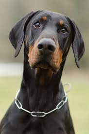 Doberman Dogs Doberman Pinscher Dog Doberman Pinscher