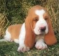Small Basset Hound Puppies for Sale - DogsNow