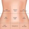 Human anatomy for muscle, reproductive, and skeleton. 1