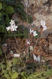 Image result for Arabis alpina