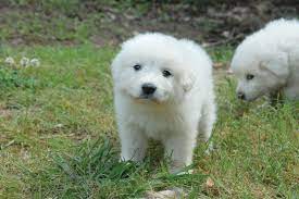 I Want One Pyrenees Puppies Great Pyrenees Great Pyrenees Dog