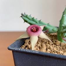 Image result for Huernia procumbens