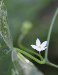 Image result for Zehneria tridactyla