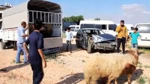 Kupesiz Kucukbas Hayvanlara El Konuldu Hatay