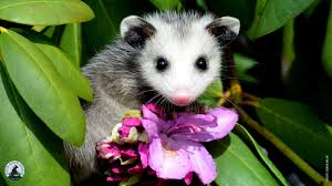 Quiz Baby Animal Names National Wildlife Federation Baby Animal Names Animals Baby Animals