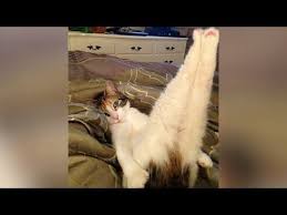 Laugh Extremely Hard Now Best Funny Animal Videos 2019 Funny Animals Funny Animal Videos Cute Animal Videos