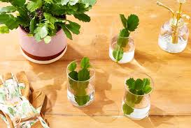 Image result for cactus cuttings