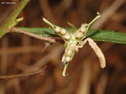 Image result for Afrohybanthus