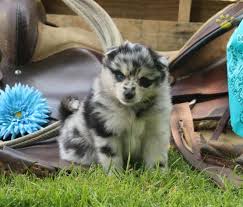 If you are looking to adopt or buy a pomsky take a look here! Bailey Pomsky Puppy For Sale In Drumore Pa Happy Valentines Day Happyvalentinesday2016i