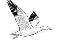 Set off fireworks to wish amer. Geese Coloring Pages