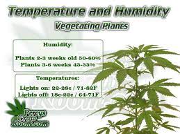 Keeping the humidity around the 50% range will allow your buds to dry, but keep them from drying beware of white powdery mold in humid grow spaces! Temperature And Humidity For Growing Cannabis Percys Grow Room