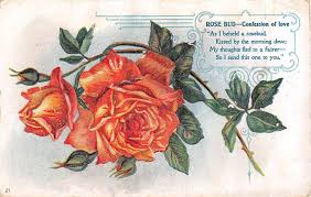 Meaning Of Rose Bud Confession Of Love Old Postcard No 21 Old Postcards Rose Buds Postcard