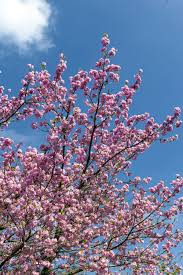 At this point, it might be an idea to invest in a fruit cage or fruit netting to deter birds. Blossom Trees For The Garden Crabapple Tree Cherry Blossom Tree