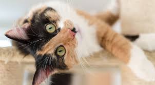 Evinde Kedi Bakmaya Baslayacaklara Tavsiyeler Eksi Seyler