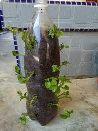 Anda dapat menanam bayam untuk konsumsi sendiri, maupun dibudidaya yang dapat menambah penghasilan anda tentunya. Tanam Bayam Brazil Gantung Dalam Botol Terpakai Cantik Dan Jimat Ruang Impiana