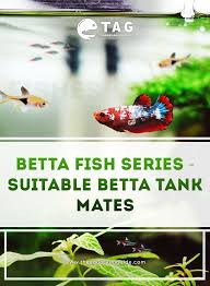 Betta Fish Series Suitable Betta Tank Mates Betta Tank Mates Betta Tank Betta Fish Tank Mates