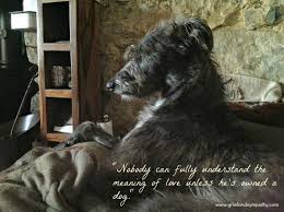 For lots of people, losing a pet is essentially losing a family member, and the pain can hit very hard. Help With Grieving Over The Loss Of A Pet After Sudden Death