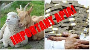 Plata SubvenÈ›iilor Apia Ovine Caprine CondiÈ›ii Acte Agroinfo Ro