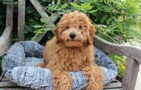 When you're ready to add one or more to your family. Mini Goldendoodle Wisconsin Mini Goldendoodle