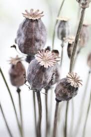Vous pouvez toutefois prolonger son épanouissement. Idee Deco 10 Idees De Plantes Sechees Pour Une Touche De Nature Une Hirondelle Dans Les Tiroirs Deco Plantes Faire Secher Des Fleurs Fleurs